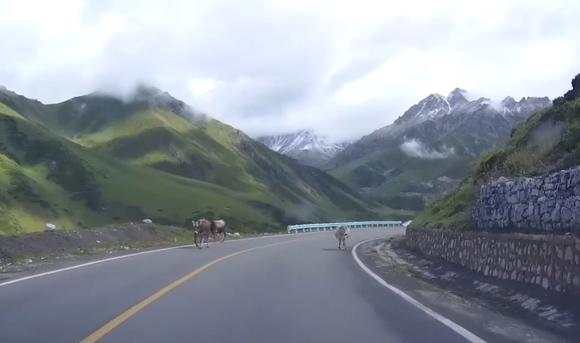 安全行车7 动物.png